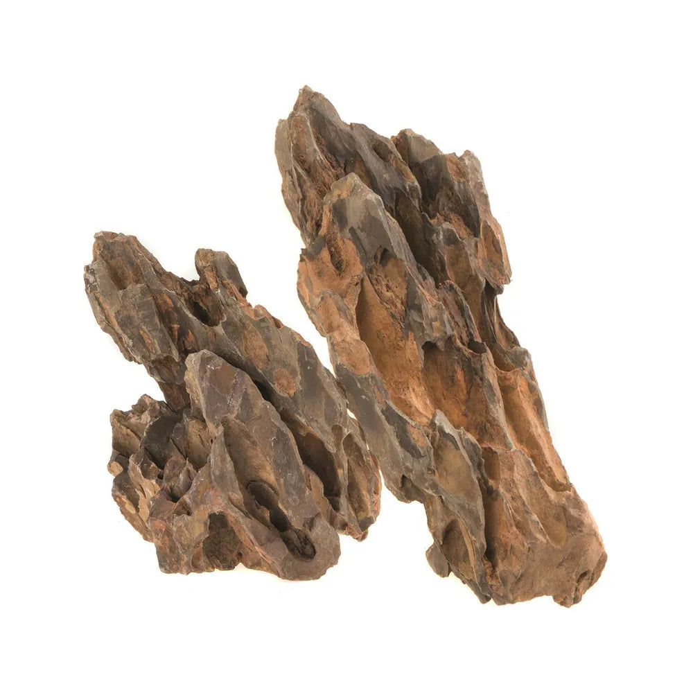Rocas Naturales - Dinosaur bone - 20 kilos